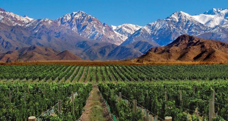 Vignobles avec les montagnes des Andes en arrière-plan