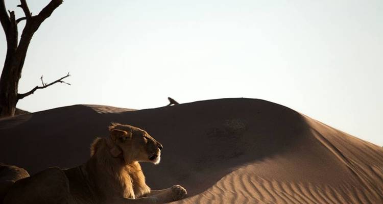 Sossusvlei & Swakopmund (Accommodated) - 4 Days - Discovery Transfers and Tours 4