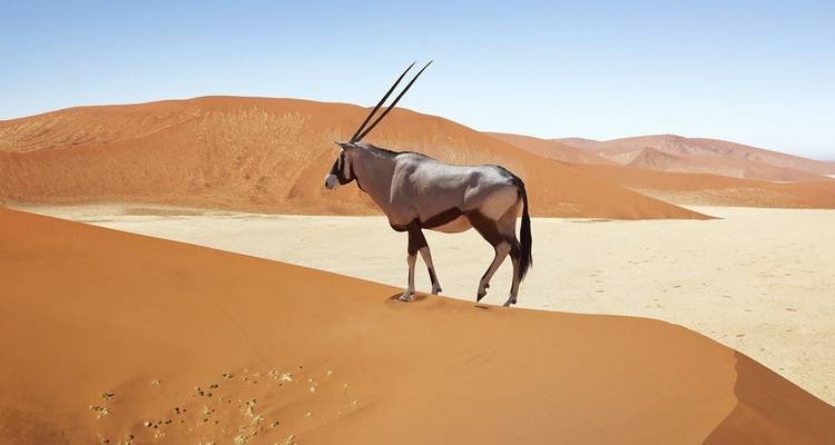Camping de 4 jours à Sossusvlei et Swakopmund - Discovery Transfers and Tours 1