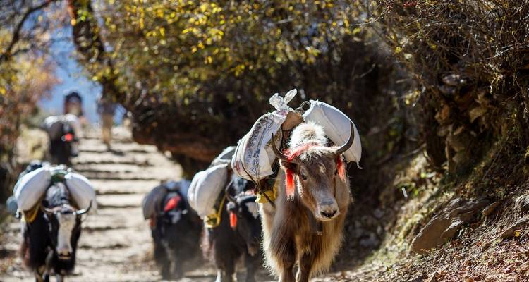 Patrimonio de Tamang y trekking por Langtang - Asian Heritage Treks & Expeditions 2