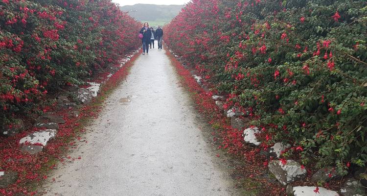 Le pays des géants - plusieurs jours - Circuit en petit groupe en Irlande - Wild N' Happy 6