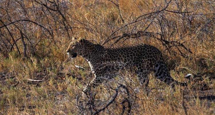 4 jours de camping dans le parc national d'Etosha et à Swakopmund - Discovery Transfers and Tours 10