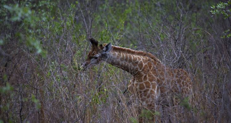 4 jours de camping dans le parc national d'Etosha et à Swakopmund - Discovery Transfers and Tours 3