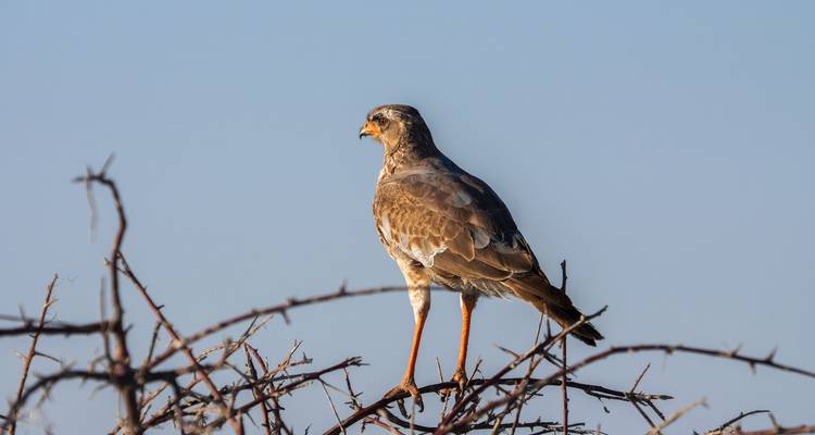 4 jours de camping dans le parc national d'Etosha et à Swakopmund - Discovery Transfers and Tours 6