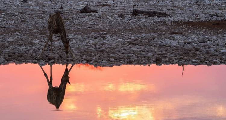 Una jirafa inclinándose para beber de un abrevadero con el reflejo de una colorida puesta de sol.