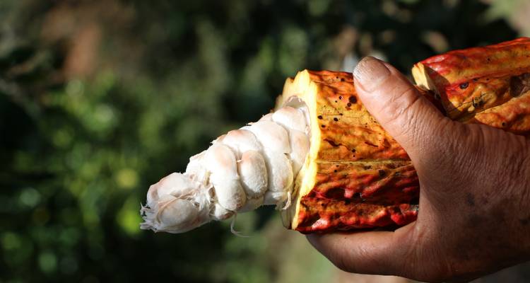 Coffee, Chocolate & Machu Picchu Hiking Tour - Ayni Peru 4