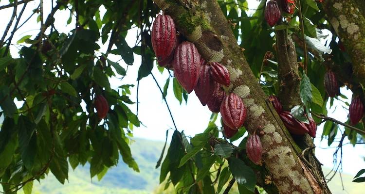 Coffee, Chocolate & Machu Picchu Hiking Tour - Ayni Peru 1