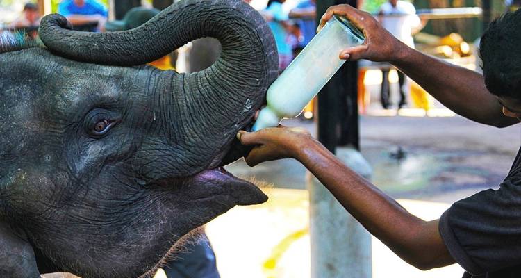 Viaje a Sri Lanka para recordar - Look Lanka Tours 4