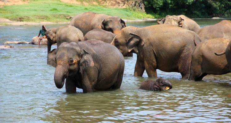 Viaje a Sri Lanka para recordar - Look Lanka Tours 3