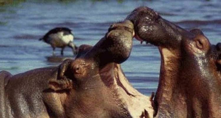 5 días - Safari en campamento en grupo compartido en Tanzania - Silver Sky Travel 1