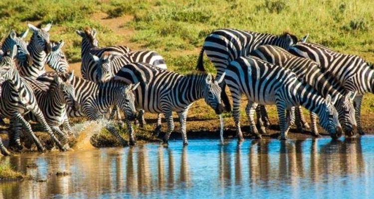5 días - Safari en campamento en grupo compartido en Tanzania - Silver Sky Travel 3