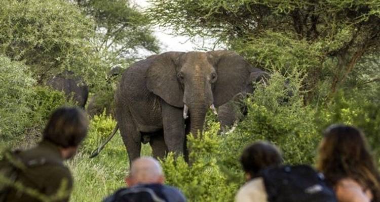 5 días - Safari en campamento en grupo compartido en Tanzania - Silver Sky Travel 6
