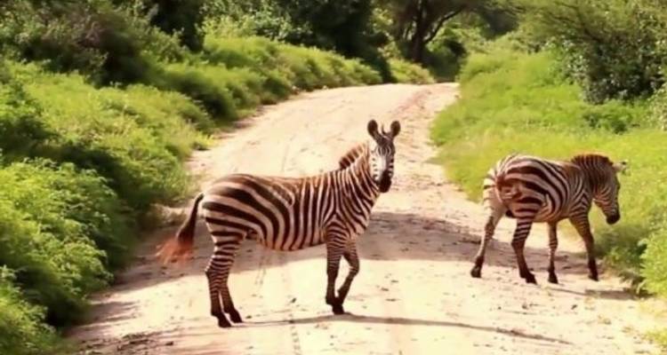 5 días - Safari en campamento en grupo compartido en Tanzania - Silver Sky Travel 2