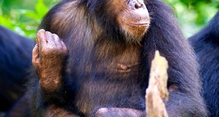 5 días - Safari en campamento en grupo compartido en Tanzania - Silver Sky Travel 4