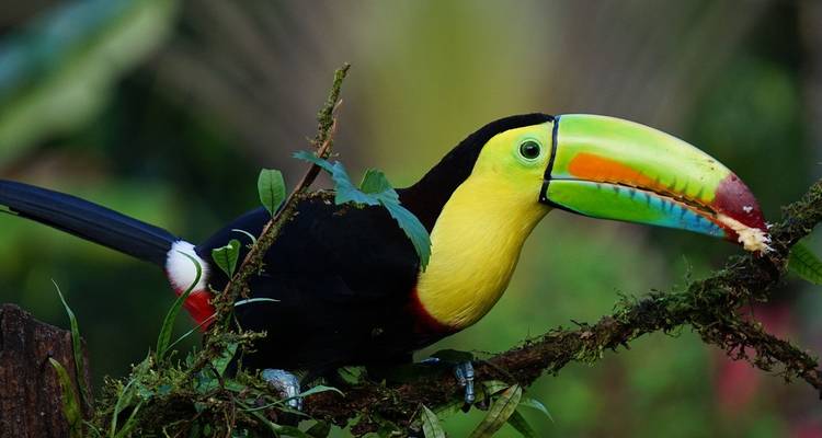 3 Volcans et; Guanacaste Beach Tout compris 9 jours - Destiny Travel Costa Rica  9