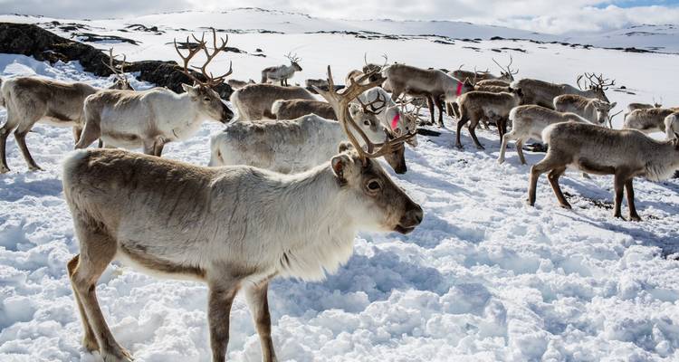 Under the Northern Lights: Arctic Dreams Norway - Nordiva Tours 3