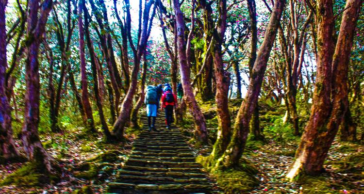 3 Days 2 Nights Kathmandu Trek: Chisapani to Nagarkot - Mount Adventure Holidays Pvt.Ltd 6