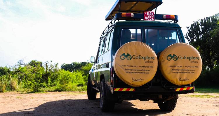 Circuit à la rencontre des gorilles, de la Grande Migration et des Big Five - 11 jours - GoExplore Safaris 10