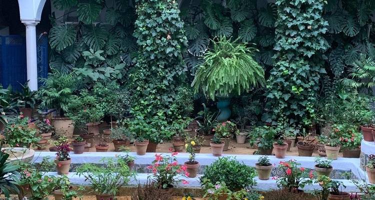 Garten mit verschiedenen Topfpflanzen und üppigem Grün.