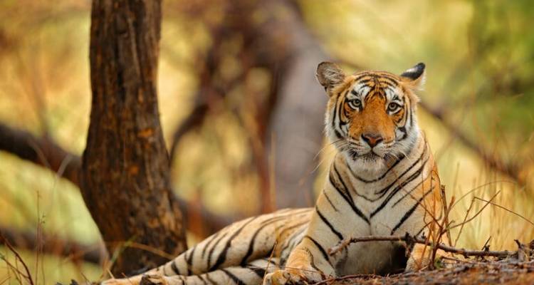 08 Días Triángulo de Oro Privado con Safari por la Fauna de Ranthambore Lujo 4 Estrellas - Varanasi Excursion Pvt Ltd 2