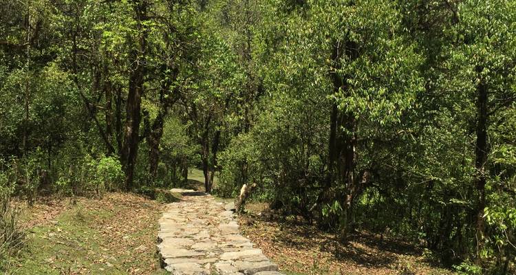 Trek Dhampus Sarangkot - Trekking Trail Nepal Pvt Ltd 10