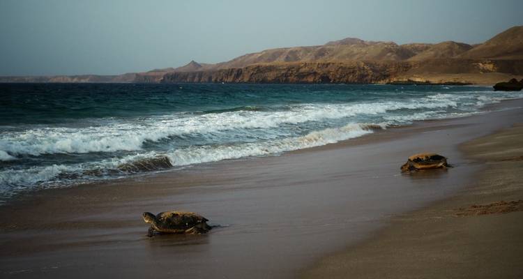 Dos tortugas marinas arrastrándose por una playa omaní desierta con olas llegando bajo un cielo brumoso