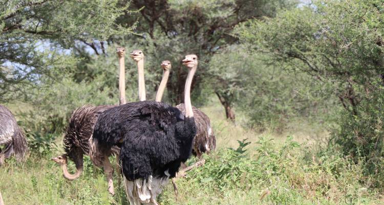 5-Days 4 Nights Lodge   Safari Tarangire, Serengeti, Ngorongoro Crater & Lake Manyara - Migration Venture Africa  6
