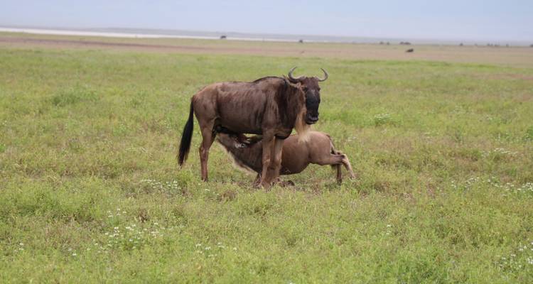 5-Days 4 Nights Lodge   Safari Tarangire, Serengeti, Ngorongoro Crater & Lake Manyara - Migration Venture Africa  8