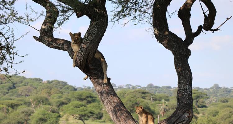 5-Days 4 Nights Lodge   Safari Tarangire, Serengeti, Ngorongoro Crater & Lake Manyara - Migration Venture Africa  10