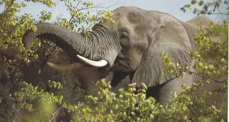 Éléphants d'Addo - Route des jardins - Winelands - 6 jours - Explore South Africa 2
