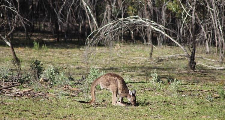 Outback Adventure (15 Days) - AAT Kings 9