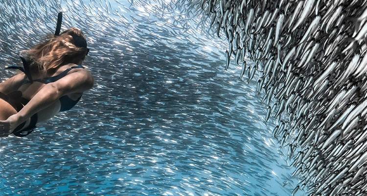 Schnorchler gleitet neben einem schimmernden silbernen Fischschwarm in kristallklarem blauen Wasser.
