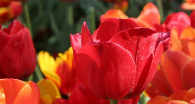 Toma macro de tulipanes rojos vibrantes con gotas de rocío rodeados de flores naranjas y amarillas.