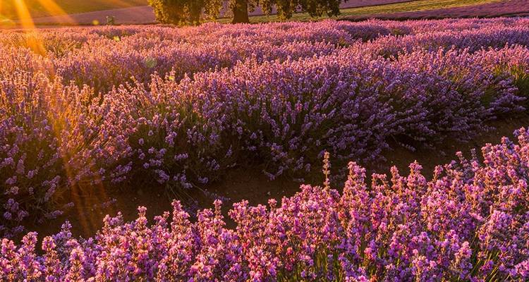 Sonnenstrahlen erleuchten leuchtend violette Lavendelfelder, die sich in Richtung eines einzelnen Baumes erstrecken.