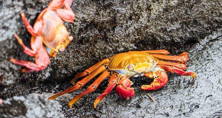 Programa de isla en isla en Galápagos de 5 días - Adore Ecuador Travel 9