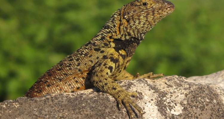 7 Days Galapagos Multisport Adventure Tour - Responsible Travel South America 6