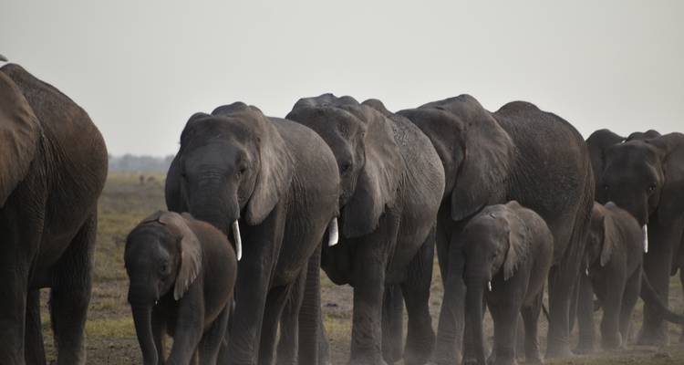 Safari en famille et de vacances à la plage au Kenya - Luxury- 8 jours - Exciting Africa Holidays 1