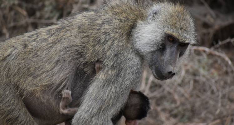 Safari en famille et de vacances à la plage au Kenya - Luxury- 8 jours - Exciting Africa Holidays 6