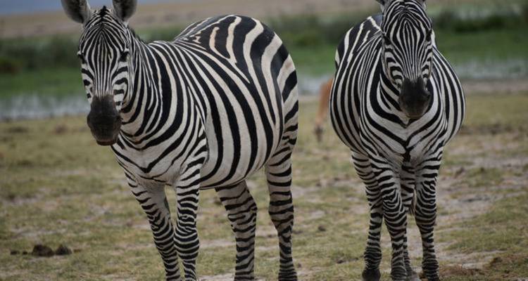 Dos cebras paradas muy cerca en terreno con hierba.