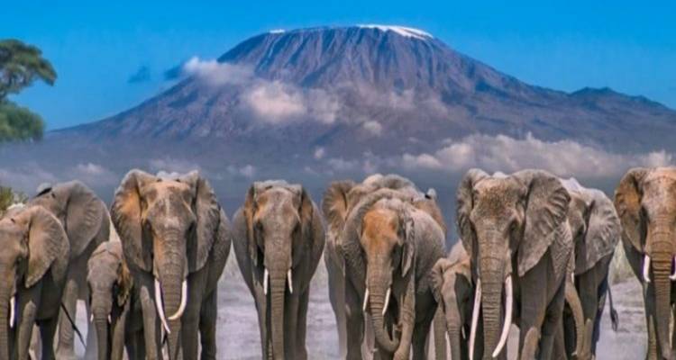 Safari de acampada económico de 12 días en Tanzania y Kenia - Exciting Africa Holidays 7