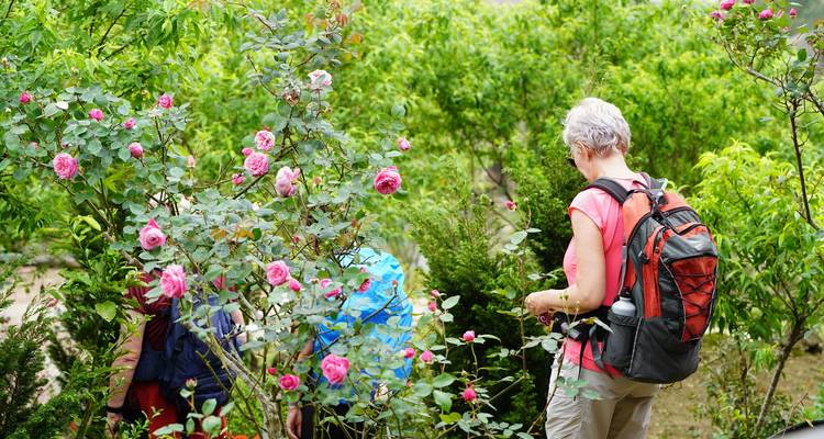 Viajero con mochila admira rosas rosadas florecientes en un jardín exuberante.