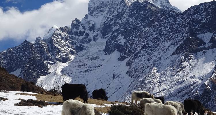 Yaks grazend voor besneeuwde bergen.