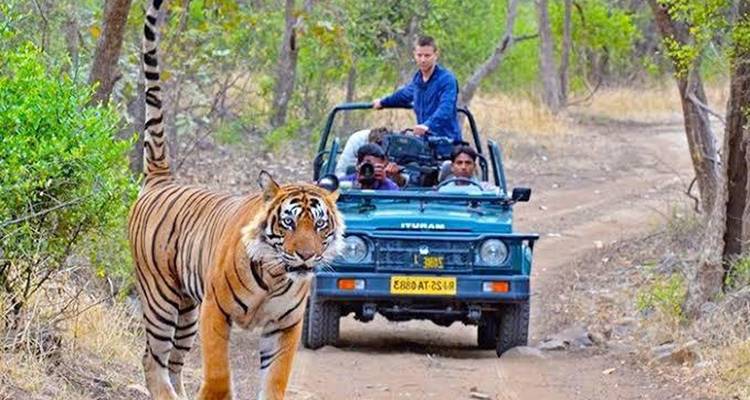 Voyage privé : 07 jours d'excursion dans le Triangle d'Or avec safari dans la jungle de Ranthambore -  Taj Voyages Tours  2