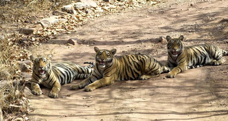 Voyage privé : 07 jours d'excursion dans le Triangle d'Or avec safari dans la jungle de Ranthambore -  Taj Voyages Tours  8