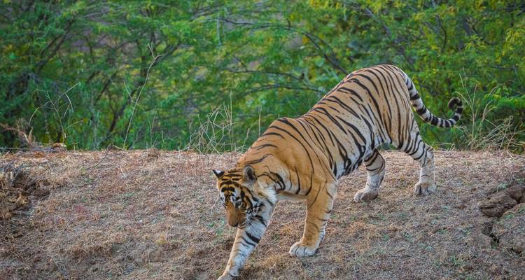 Voyage privé : 07 jours d'excursion dans le Triangle d'Or avec safari dans la jungle de Ranthambore -  Taj Voyages Tours  3