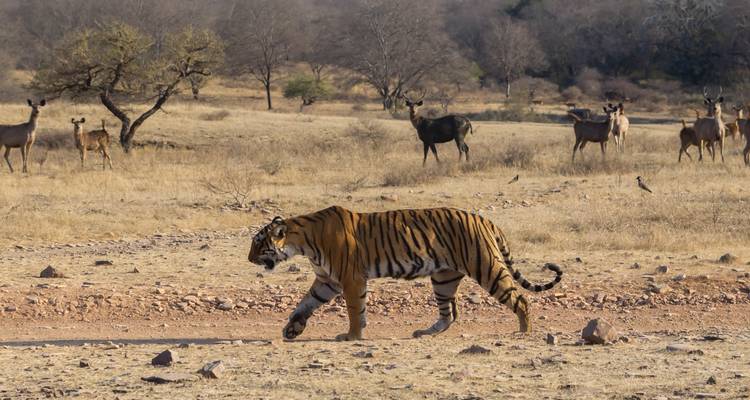 Tigre caminando a través de un paisaje seco con ciervos en el fondo.