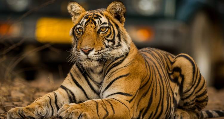 Tigre descansando con un vehículo al fondo.