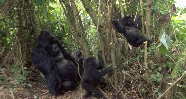 Trek pour les gorilles - Forêt impénétrable de Bwindi - 3 jours - Oasis Safaris Limited 7