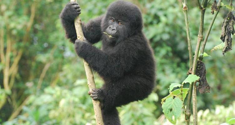 Trek pour les gorilles - Forêt impénétrable de Bwindi - 3 jours - Oasis Safaris Limited 8