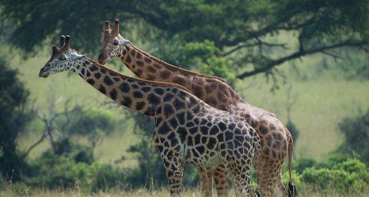 3 jours de safari dans le parc national des chutes de Murchison - Oasis Safaris Limited 1